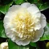 Future Forests Camellia Japonica Brushfield Yellow