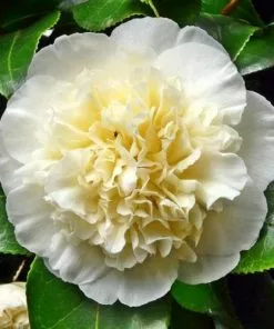 Future Forests Camellia Japonica Brushfield Yellow