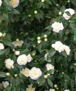 Future Forests Camellia Japonica Brushfield Yellow