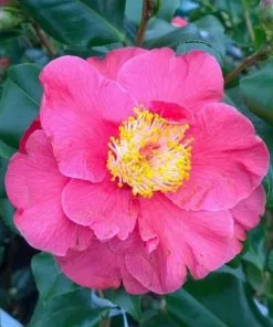 Future Forests Camellia Japonica Dr King