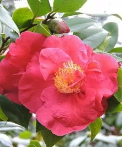 Future Forests Camellia Japonica Dr King