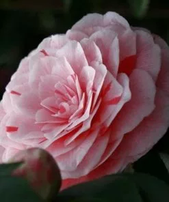 Future Forests Camellia Japonica Bonomiana