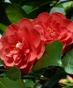 Future Forests Shrubs Camellia Japonica Lady Campbell