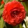 Future Forests Shrubs Camellia Japonica Lady Campbell
