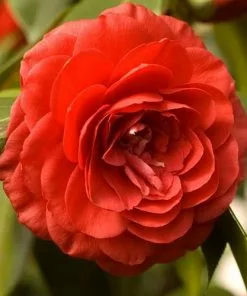 Future Forests Shrubs Camellia Japonica Lady Campbell