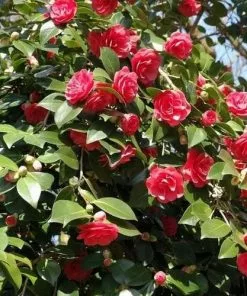 Future Forests Shrubs Camellia Japonica Lady Campbell