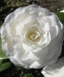 Future Forests Camellia Mathotiana Alba Shrubs