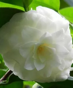 Future Forests Camellia Mathotiana Alba Shrubs