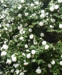 Future Forests Shrubs Camellia Japonica Alba Plena