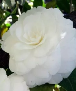 Future Forests Shrubs Camellia Japonica Alba Plena