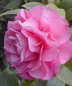 Future Forests Shrubs Camellia X Williamsii Debbie