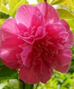 Future Forests Shrubs Camellia X Williamsii Debbie