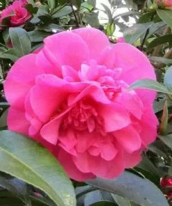 Future Forests Shrubs Camellia X Williamsii Debbie