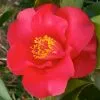 Future Forests Camellia Japonica Midnight