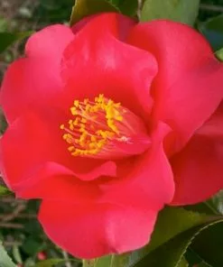 Future Forests Camellia Japonica Midnight