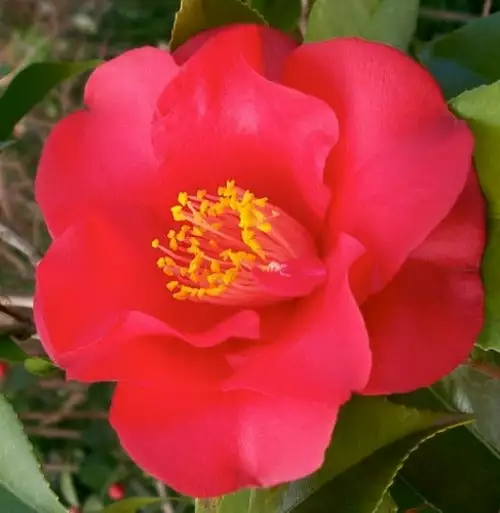 Future Forests Camellia Japonica Midnight 3 Future Forests Camellia Japonica Midnight