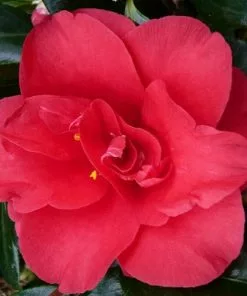 Future Forests Camellia Japonica Midnight