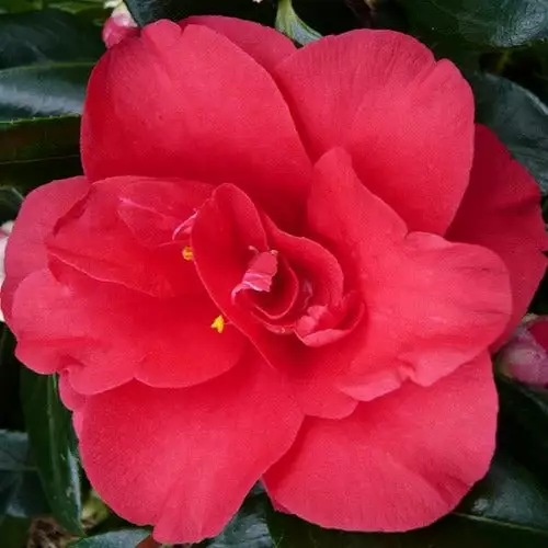 Future Forests Camellia Japonica Midnight 4 Future Forests Camellia Japonica Midnight