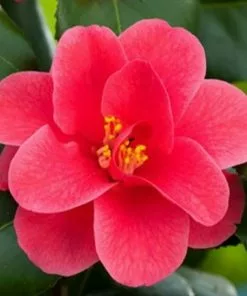 Future Forests Shrubs Camellia Reticulata Mary Williams