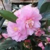 Future Forests Shrubs Camellia Spring Festival (cuspidata Hybrid)