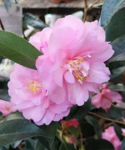Future Forests Shrubs Camellia Spring Festival (cuspidata Hybrid)