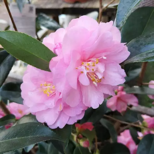 Future Forests Shrubs Camellia Spring Festival (cuspidata Hybrid) 3 Future Forests Shrubs Camellia Spring Festival (cuspidata Hybrid)