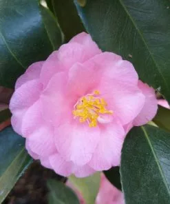 Future Forests Shrubs Camellia Spring Festival (cuspidata Hybrid)