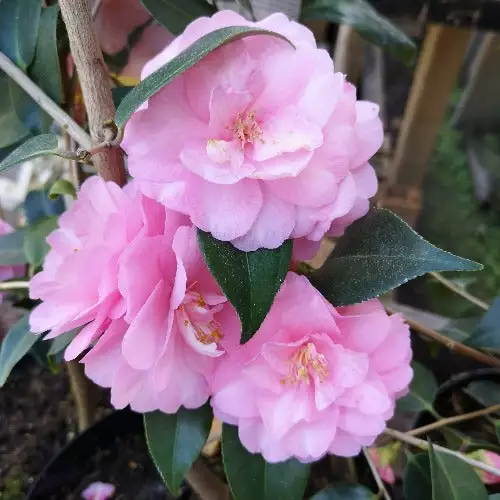 Future Forests Shrubs Camellia Spring Festival (cuspidata Hybrid) 5 Future Forests Shrubs Camellia Spring Festival (cuspidata Hybrid)