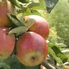 Future Forests Fruit Apple Camelot