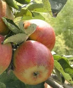 Future Forests Fruit Apple Camelot