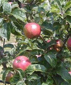 Future Forests Fruit Apple Camelot