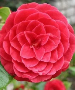 Future Forests Camellia Black Lace