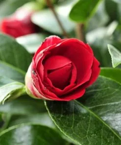 Future Forests Camellia Black Lace