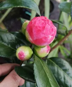 Future Forests Shrubs Camelia Japonica Nuccio's Pearl 9 Future Forests Shrubs Camelia Japonica Nuccio's Pearl