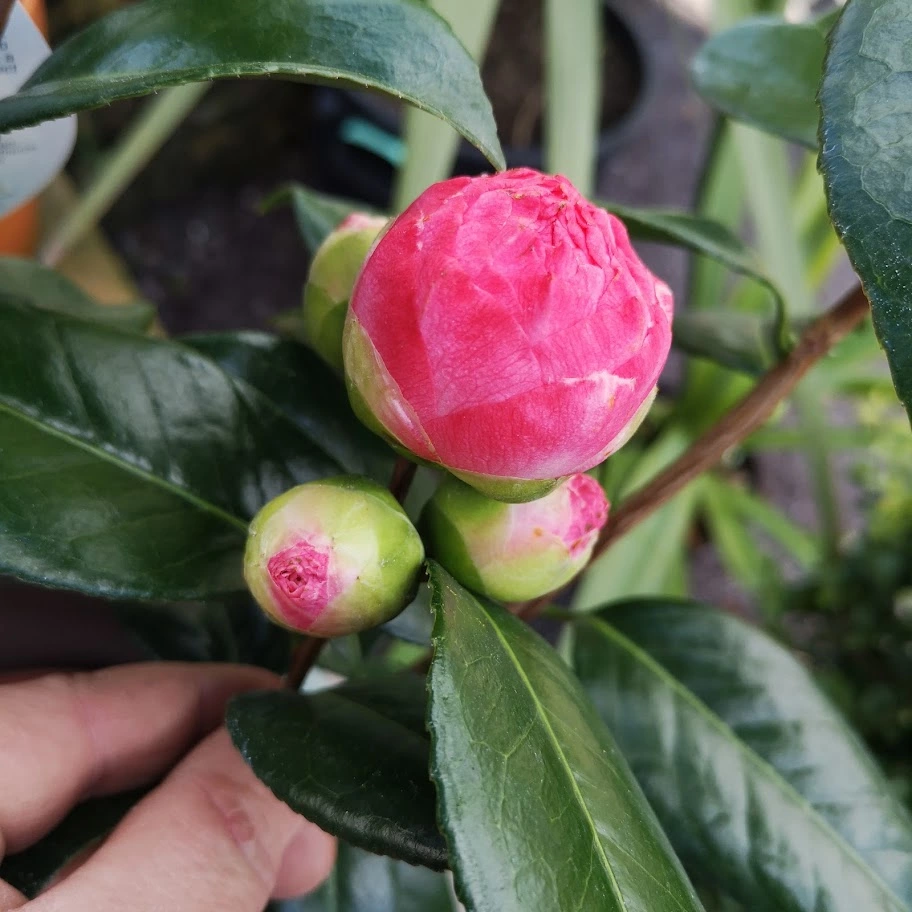 Future Forests Shrubs Camelia Japonica Nuccio's Pearl 6 Future Forests Shrubs Camelia Japonica Nuccio's Pearl