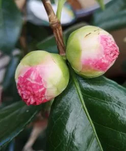 Future Forests Shrubs Camelia Japonica Nuccio's Pearl