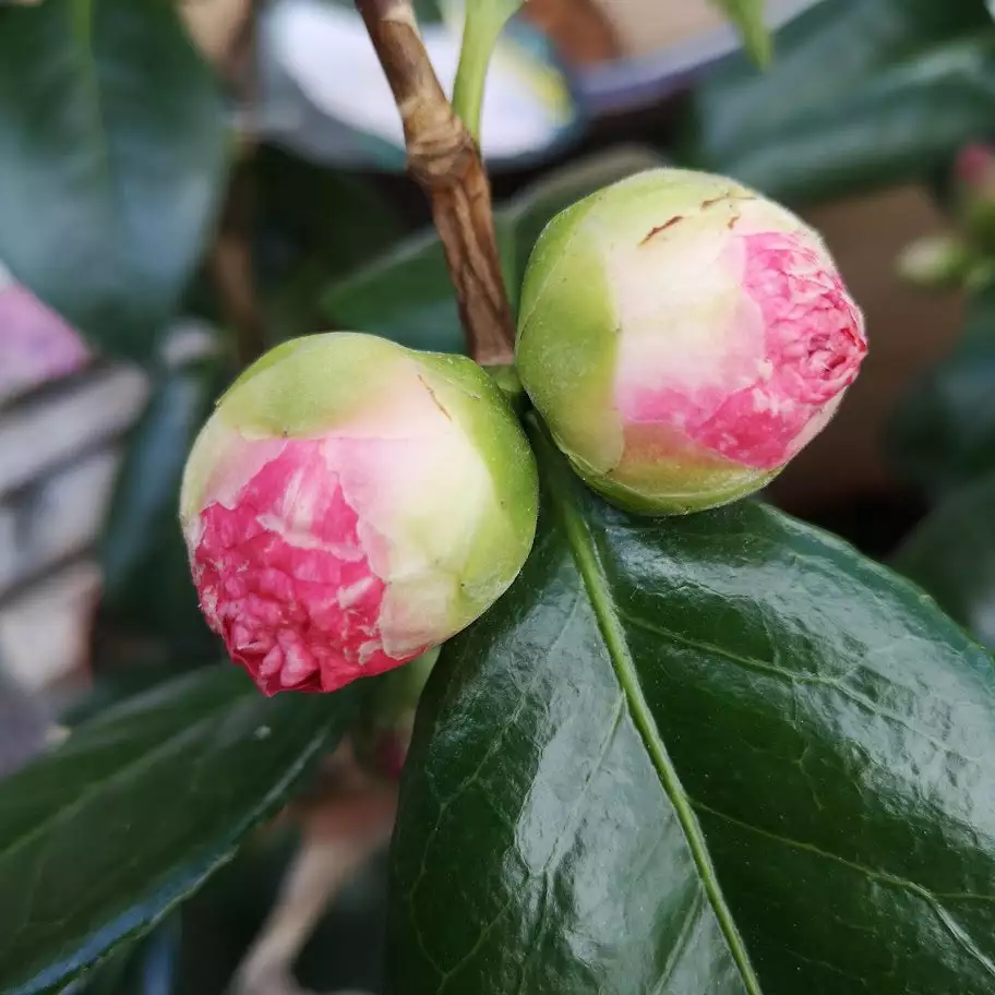 Future Forests Shrubs Camelia Japonica Nuccio's Pearl 4 Future Forests Shrubs Camelia Japonica Nuccio's Pearl
