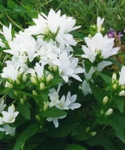 Future Forests More Campanula Glomerata Var. Alba