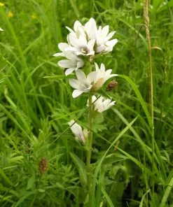 Future Forests More Campanula Glomerata Var. Alba