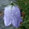 Future Forests Campanula Rotundifolia - Harebell