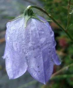 Future Forests Campanula Rotundifolia - Harebell