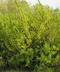 Future Forests Caragana Arborescens