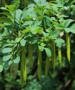 Future Forests Caragana Arborescens