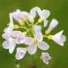 Future Forests Cardamine Pratensis - Cuckoo Flower