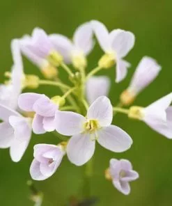 Future Forests Cardamine Pratensis - Cuckoo Flower