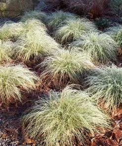 Future Forests Carex Comans Frosted Curls
