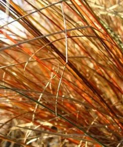 Future Forests Carex Buchananii