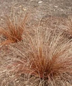 Future Forests Carex Buchananii