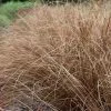 Future Forests Carex Buchananii Red Rooster 1 Future Forests Carex Buchananii Red Rooster