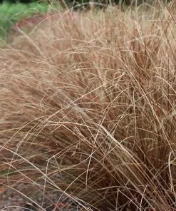 Future Forests Carex Buchananii Red Rooster